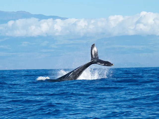 سیگنال نهنگ ها
