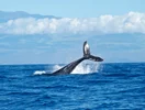 سیگنال نهنگ ها